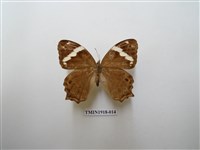 藏品(波紋黛眼蝶)的圖片